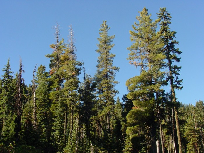 The State Tree of Idaho is the Western White Pine. Nevada has a couple of stumps, whilst New Jersey has the most basic tree ever. I find this very appropriate for a place that is basically Ultra Essex. 